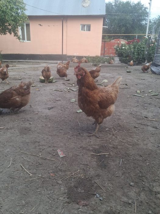 Курицы Ломан Браун