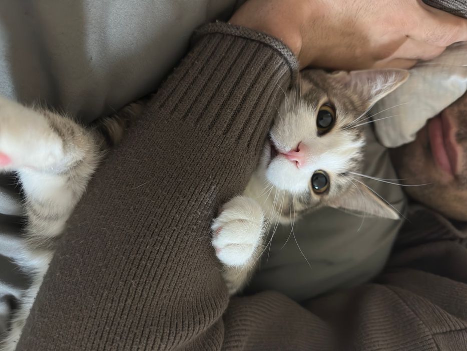 Отдадим в добрые руки