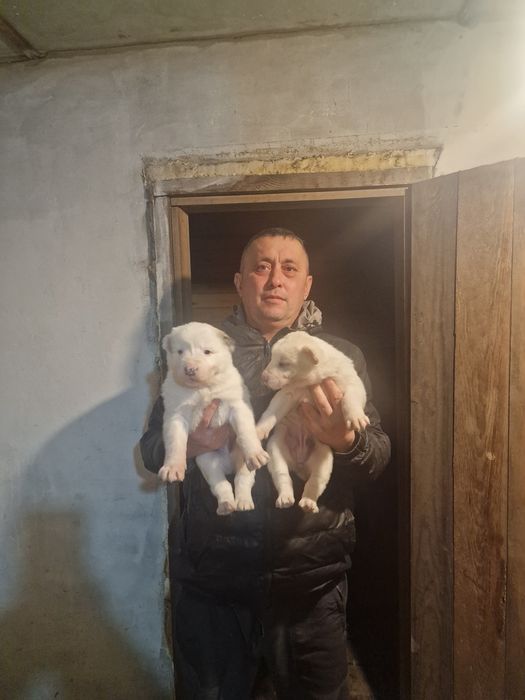 Продам шенков алабай