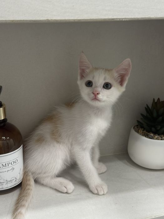 Отдам котят в заботливые руки