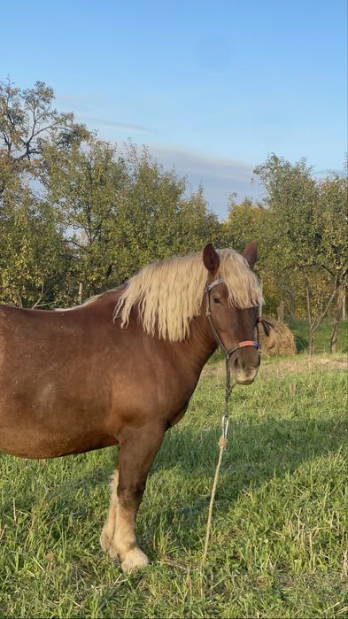 Iapa de vanzare! 7 ani