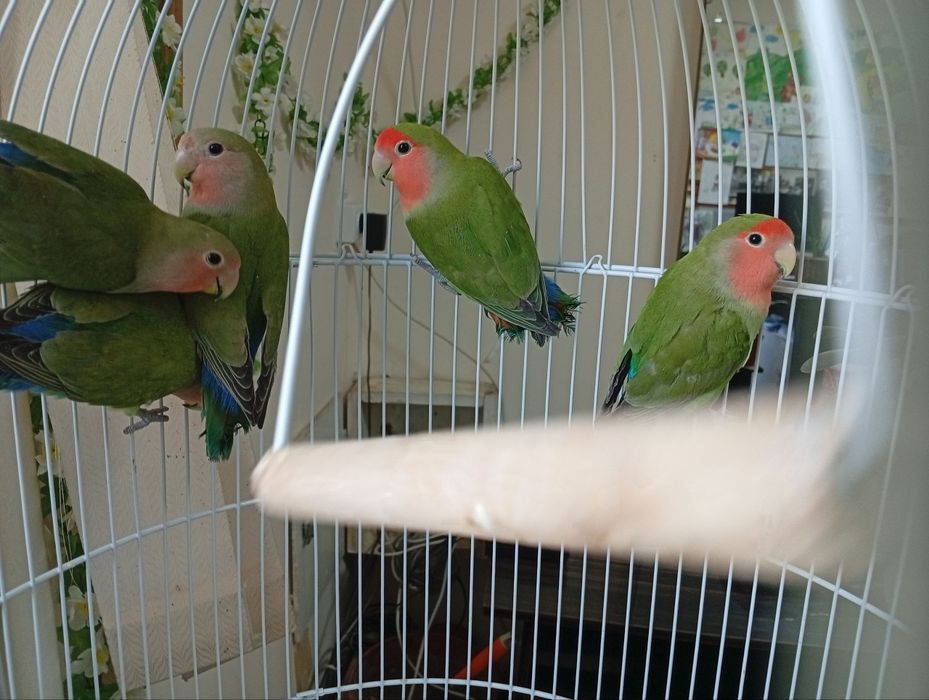 Продам попугайчики 5шт неразлучников с клеткой