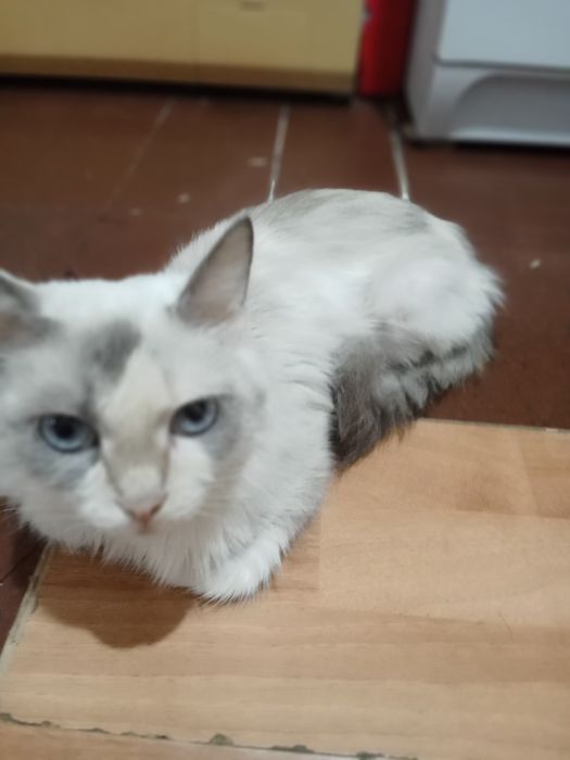 Отдам в добрые руки.Сеамская ,пушистая , приученная