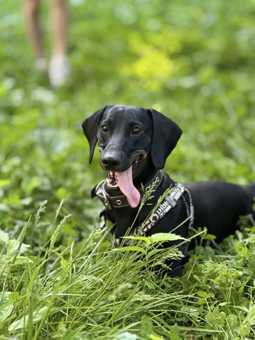 Кузя ищет невесту