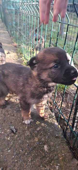 Три малки кученца