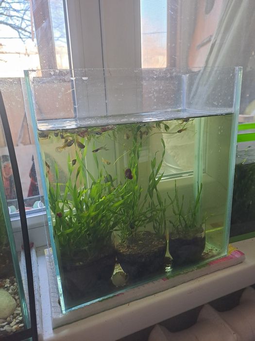 Красивые аквариумные рыбки.