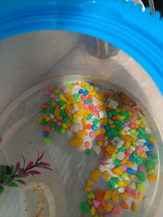 Продам краба срочно