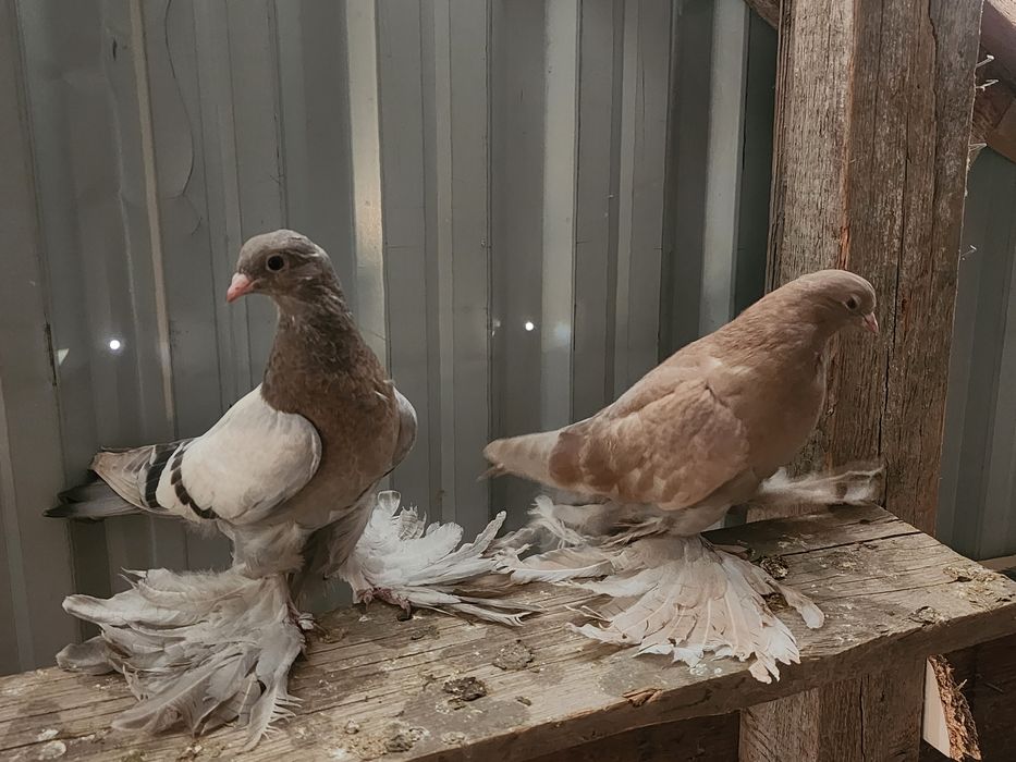 Продаются голуби