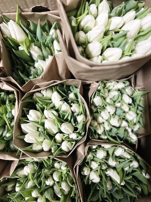 Тюльпаны оптом с теплицы