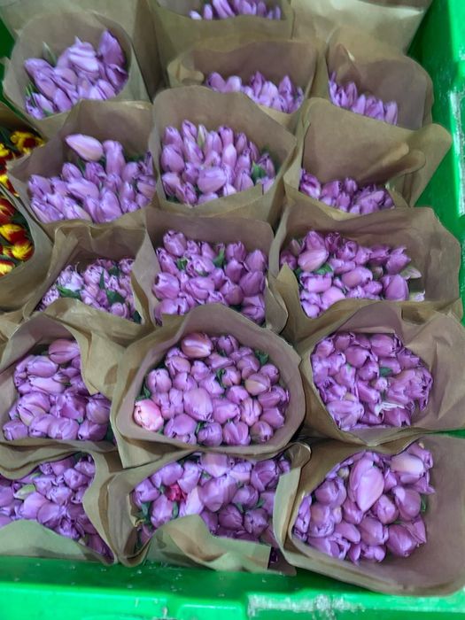 Тюльпаны оптом оптом оптом
