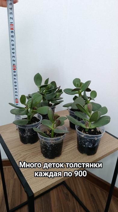 Комнатные растения разные