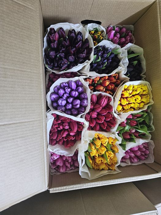 Цветы . Тюльпаны