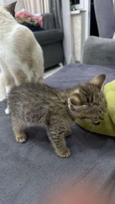 Отдам котят в добрые руки