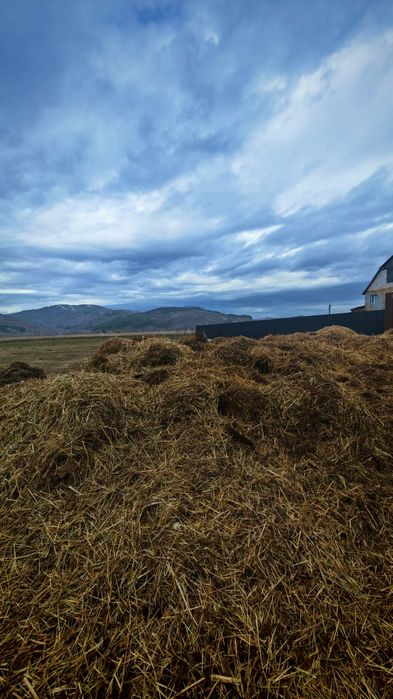 Отдам навоз бесплатно