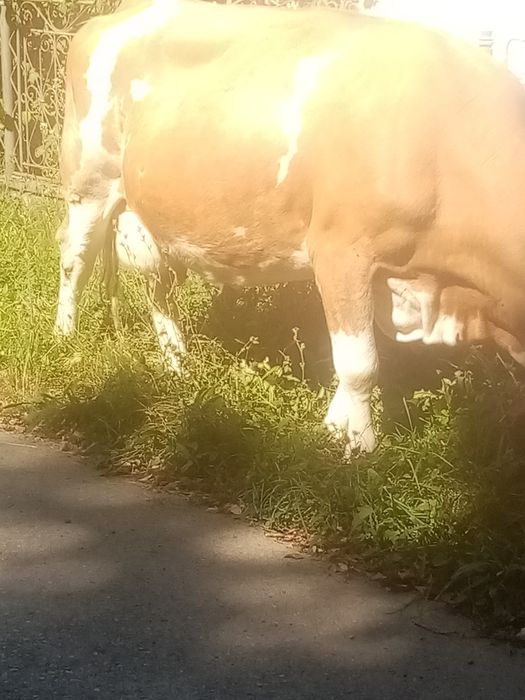 Vand vaca baltata