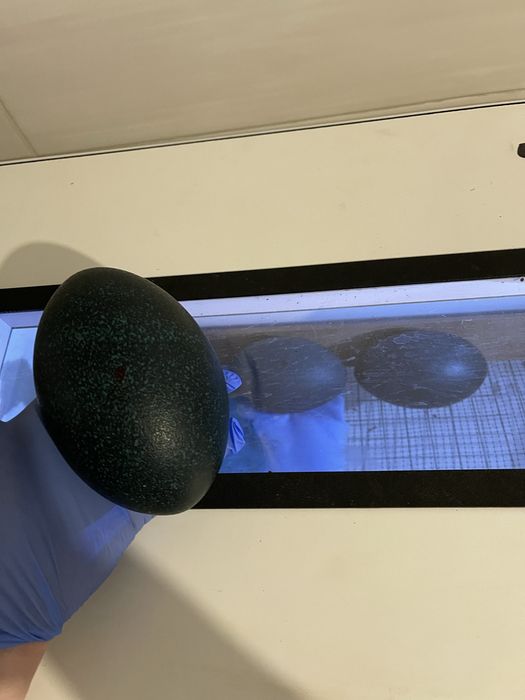 Эму Австралийский