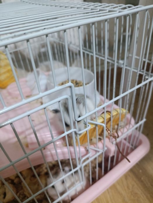 Продам хомяков есть всё
