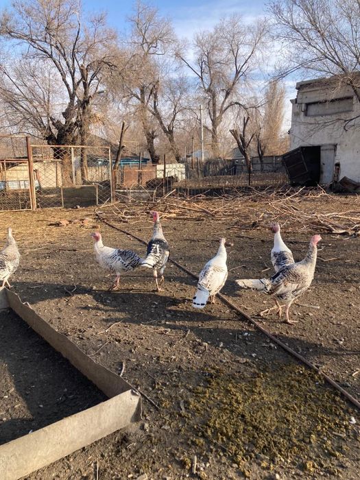 Продам индюков молодых