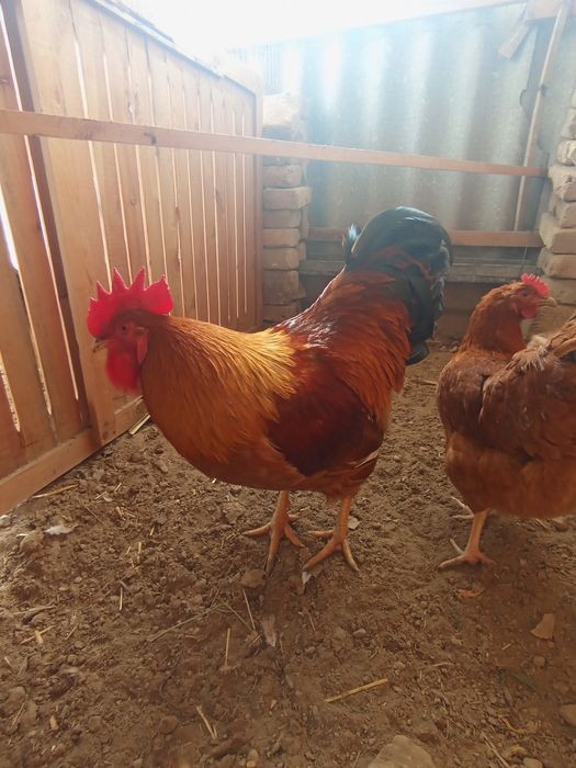 Nugemshi tovuq tuxumlariga zakaz olamiz 15 min