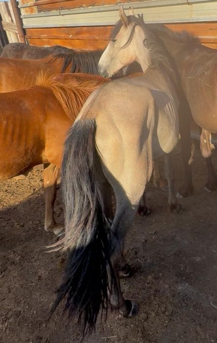 Жылқы жоғалған лошадь