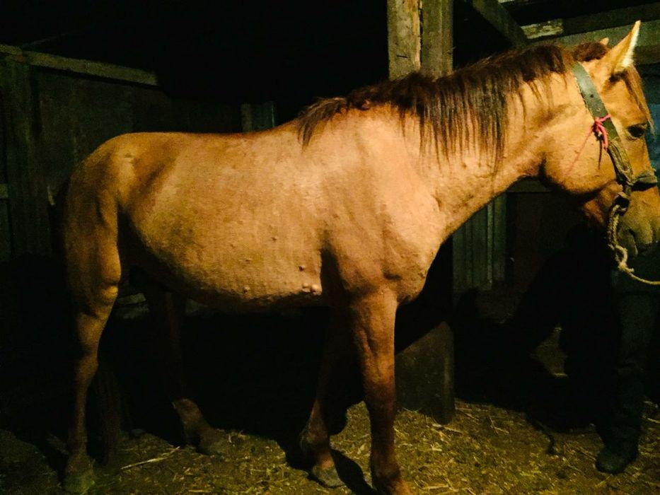 Айғыр сатылады Жеребец