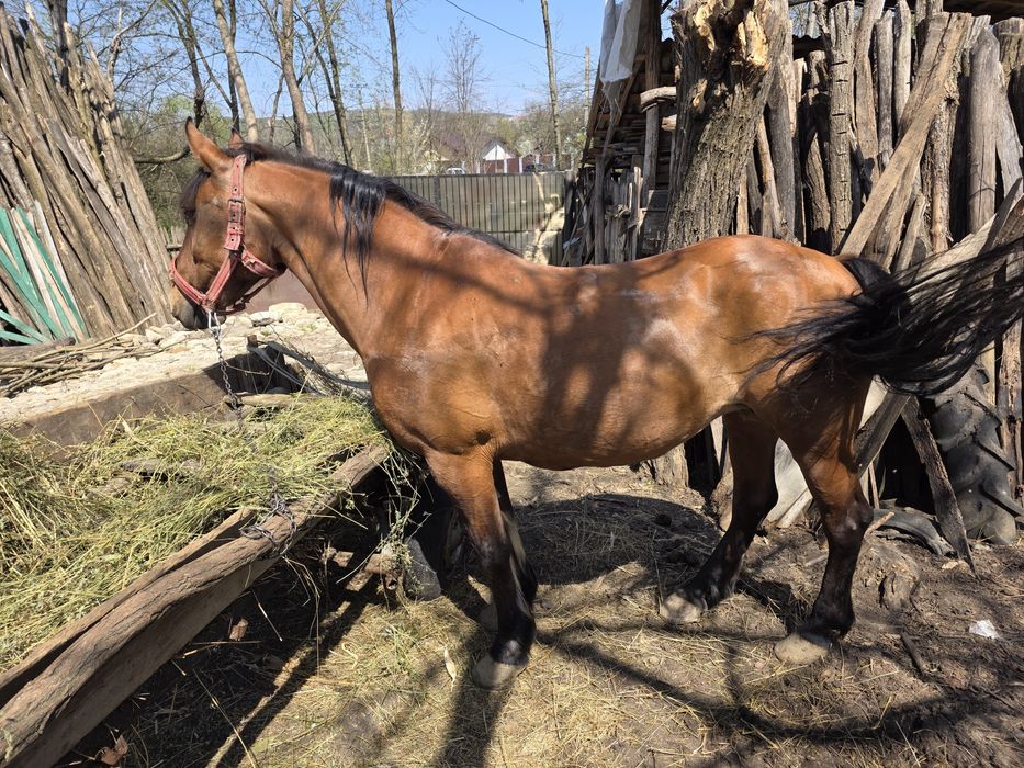 Vand iapa buna de munca