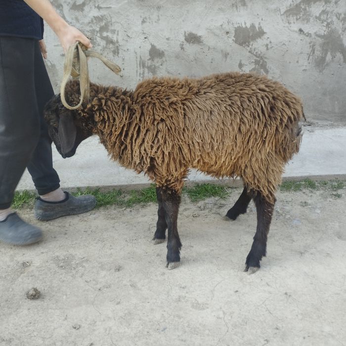 Еркек тоқты сатылады.