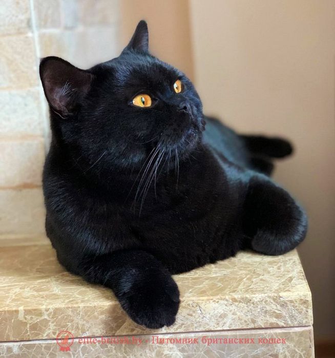 Британец подросток