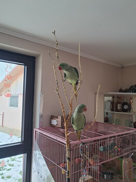 Papagali Marele Alexandru