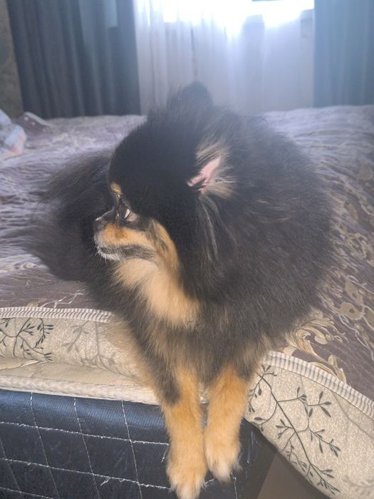 Продаётся девочка шпиц