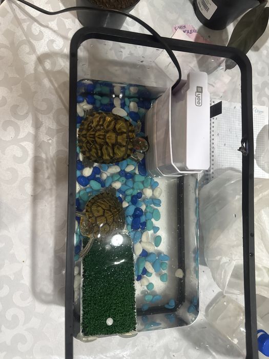 Продам двух красноухих черепах