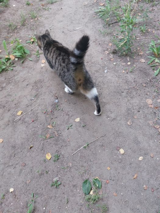 Кошечкам нужен надёжный дом