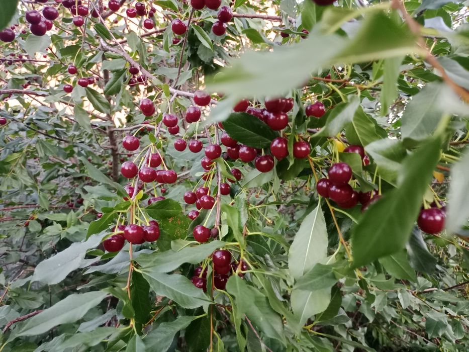 Вишня Садовая, домашняя