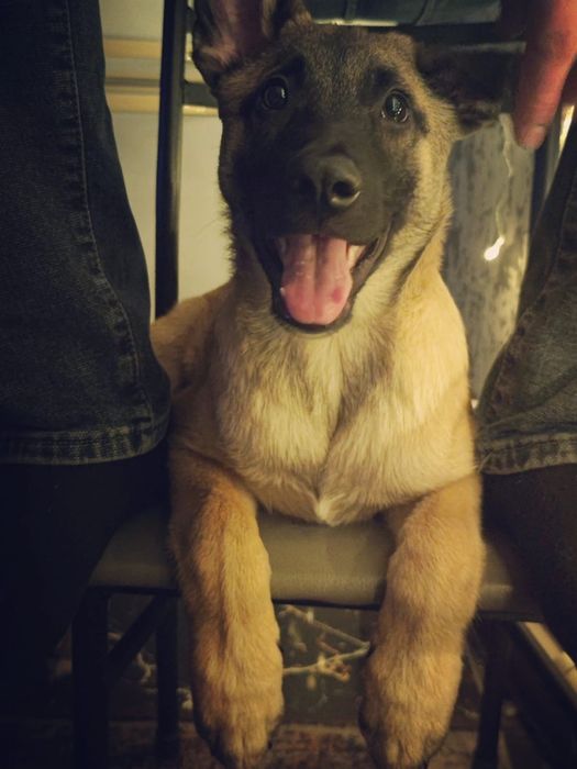 Продам щенка бельгийской овчарки