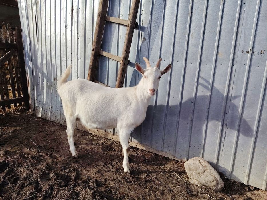 De vânzare capre/iede Saanen