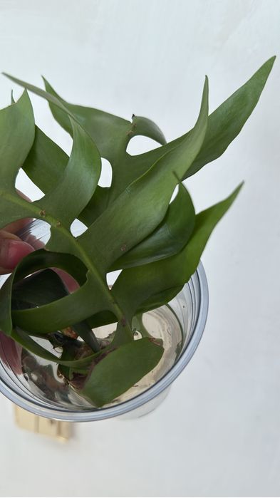 Комнатные растентя Цветы филодендрон хоя