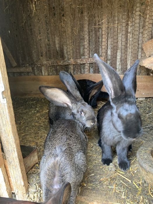 Vand iepuri urias german