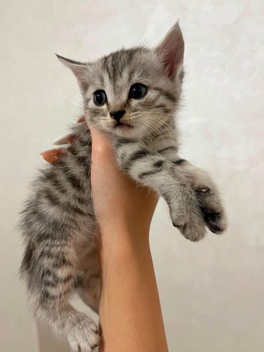 Котята скоттиш страйт