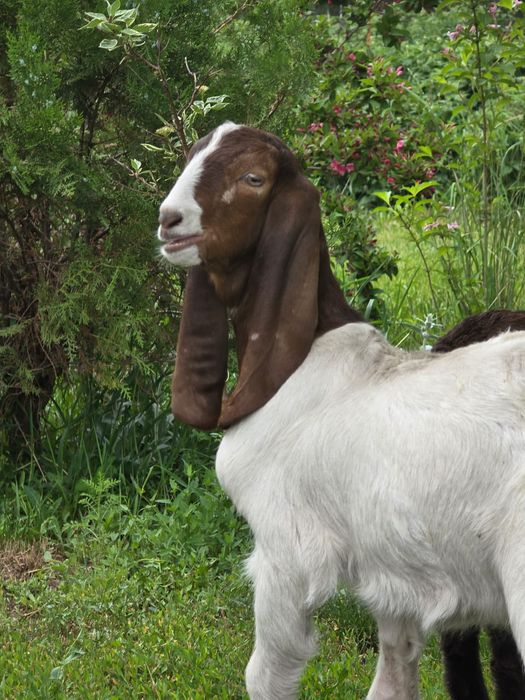 Козочки Камори Биталки!