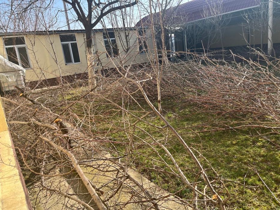 Отдам ветки бесплатно, самовывоз.