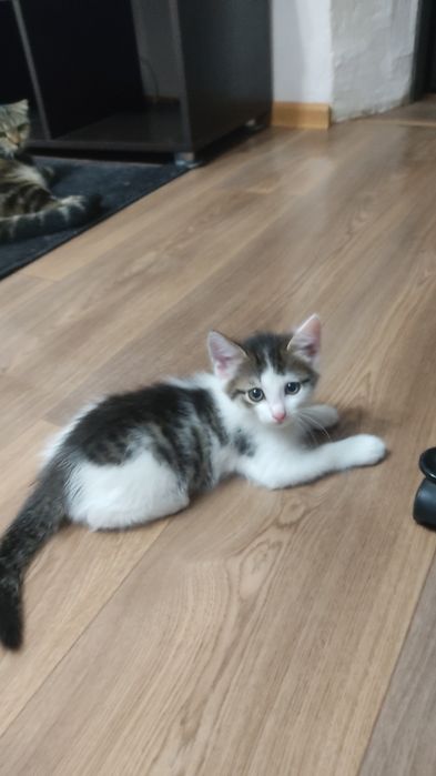 Отдам котикав добрые руки