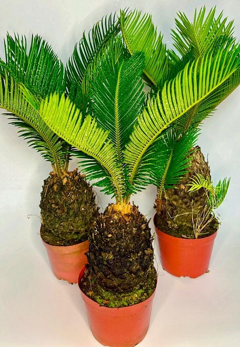 Шеффлера шикарная  70-80 см