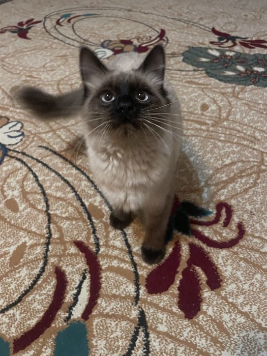 Продается сиамский кот