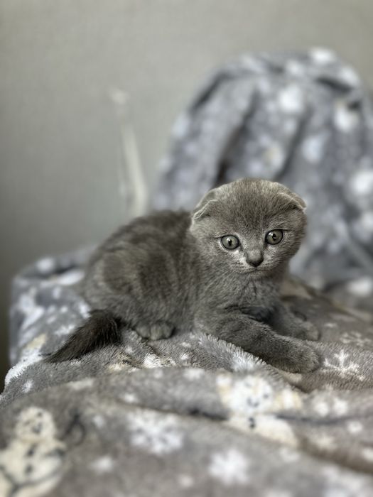 Продам вислоухого котенка