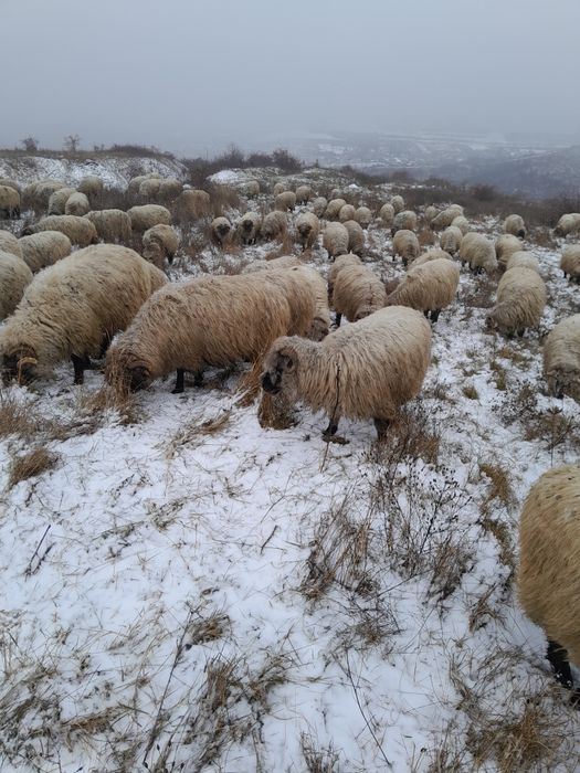 Vând oi bucălăi, tinere