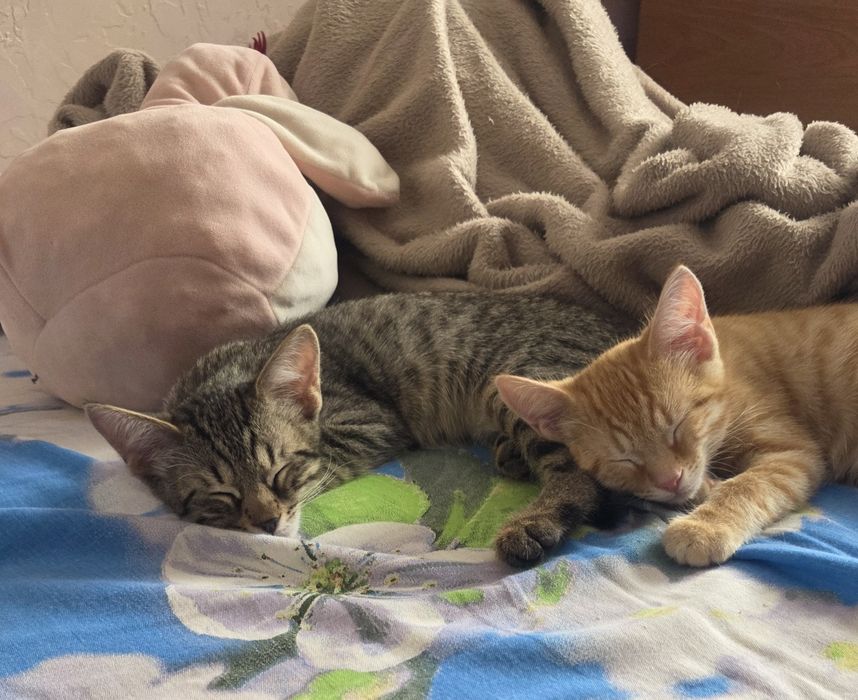 Котята в добрые руки.