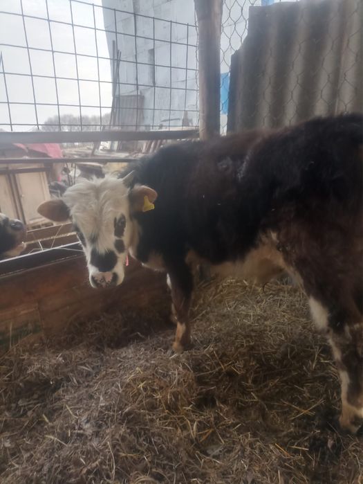 Продам молодого бычка