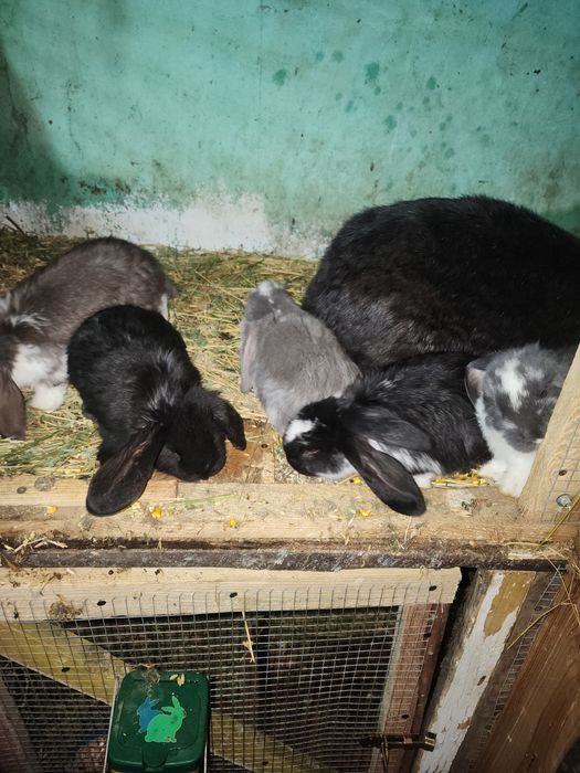 Iepuri berbec german