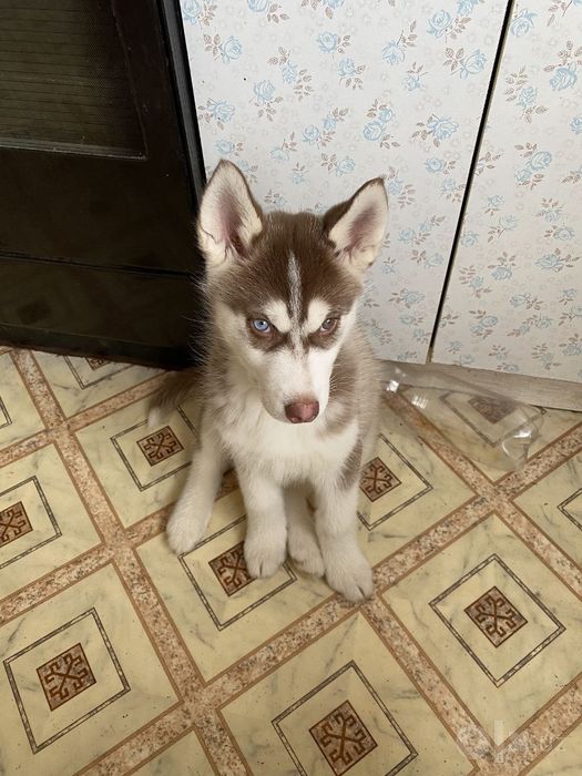 Xaski sotladi bolasi ulguring kam qoldi !
