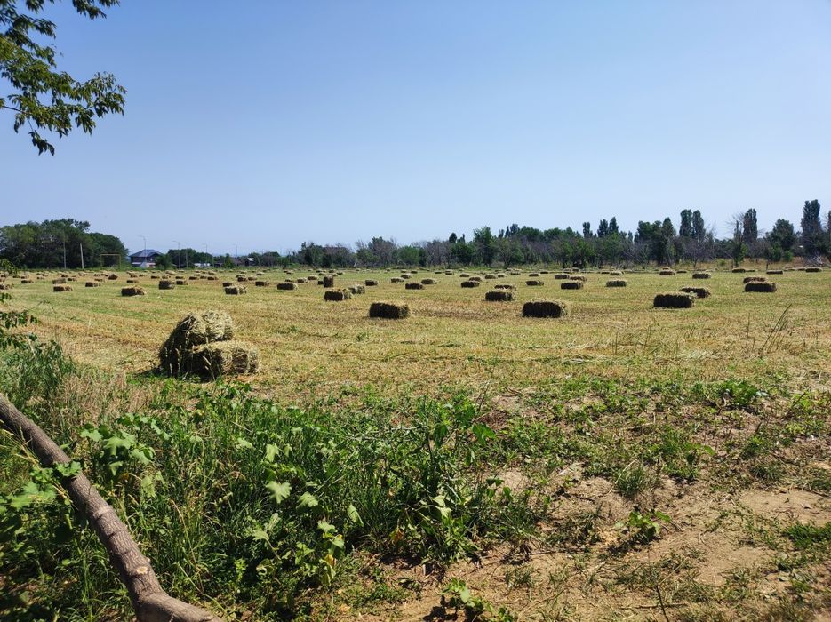 Продам сено Овес в тюках